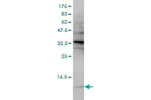 SNRPG monoclonal antibody (M01), clone 2H8-1C12 Western Blot analysis of SNRPG expression in Hela S3 NE . (SNRPG 抗体  (AA 1-76))