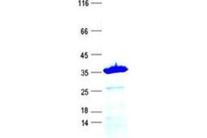 Validation with Western Blot (APOA2 Protein (GST tag,His tag))