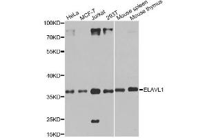 Western blot analysis of extracts of various cell lines, using ELAVL1 antibody (ABIN6292898) at 1:1000 dilution. (ELAVL1 抗体)
