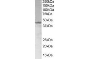 Image no. 1 for anti-SAM Domain, SH3 Domain and Nuclear Localization Signals, 1 (SAMSN1) (N-Term) antibody (ABIN374461) (SAMSN1 抗体  (N-Term))