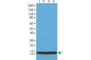 Western Blot analysis of Lane 1: A375, Lane 2: HEK293, Lane 3: HeLa and Lane 4: SK-MEL-2 whole cell lysate with Histone H4 monoclonal antibody, clone RM212  at 0. (HIST4H4 抗体  (C-Term))