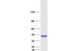 REX2, RNA Exonuclease 2 Homolog (REXO2) protein (Myc-DYKDDDDK Tag)