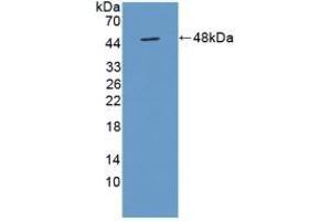 Detection of Recombinant TUFT, Mouse using Polyclonal Antibody to Tuftelin (TUFT) (TUFT1 抗体  (AA 1-390))