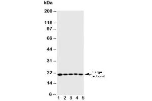 Western blot testing of Caspase-4 antibody and Lane 1:  MCF-7 (Caspase 4 抗体  (AA 104-124))