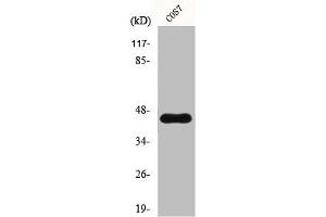 Western Blot analysis of COS7 cells using GRP1 Polyclonal Antibody (Cytohesin 3 抗体  (C-Term))