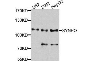 Western blot analysis of extracts of various cells, using SYNPO antibody. (SYNPO 抗体)