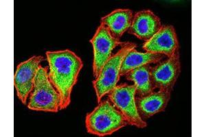 Immunofluorescence analysis of MCF-7 cells using PSMC3 mouse mAb (green). (PSMC3 抗体  (AA 53-152))