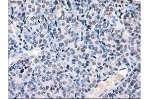 Image no. 8 for anti-P450 (Cytochrome) Oxidoreductase (POR) antibody (ABIN1497743) (POR 抗体)