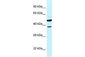 WB Suggested Anti-HOMER3 Antibody Titration: 1. (HOMER3 抗体  (N-Term))