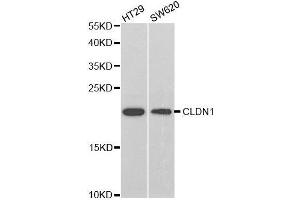 Western blot analysis of extracts of various cell lines, using CLDN1 antibody. (Claudin 1 抗体  (AA 1-211))