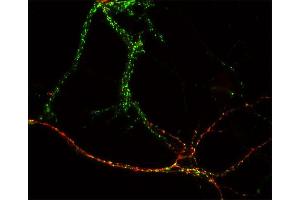 Indirect immunostaining of hippocampus neurons with anti-GABA-A receptor α1 (dilution 1 : 500; red) and rabbit anti-synapsin 1/2 (, dilution: 1:500; green).