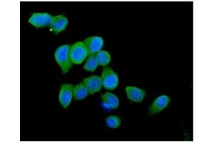 IF analysis of Cytochrome C using anti-Cytochrome C antibody (ABIN5693008).