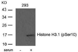 Image no. 4 for anti-Histone H3.1 (HIST1H3B) (pSer10) antibody (ABIN196922) (Histone H3.1 抗体  (pSer10))