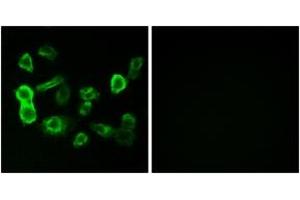 Immunofluorescence (IF) image for anti-Olfactory Receptor, Family 5, Subfamily P, Member 2 (OR5P2) (AA 193-242) antibody (ABIN1535939)