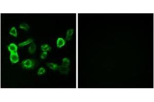 Immunofluorescence analysis of MCF7 cells, using OR5P2 Antibody. (OR5P2 抗体  (AA 193-242))