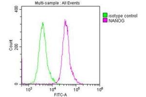 Overlay histogram showing Ntera-2 cells stained with ABIN7155816 (red line) at 1:250. (Nanog 抗体  (AA 1-305))