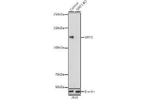 Western blot analysis of extracts from normal (control) and SIRT1 knockout (KO) 293T cells, using SIRT1 antibody (ABIN7270322) at 1:1000 dilution. (SIRT1 抗体)
