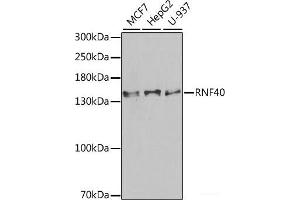 Western blot analysis of extracts of various cell lines using RNF40 Polyclonal Antibody at dilution of 1:1000. (RNF40 抗体)