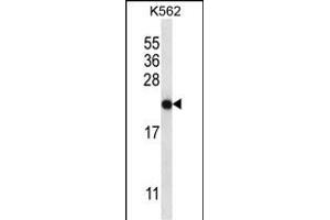 CHAC2 Antibody (Center) (ABIN657184 and ABIN2846310) western blot analysis in K562 cell line lysates (35 μg/lane). (CHAC2 抗体  (AA 61-89))