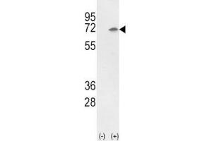 Western blot analysis of Ku70 antibody and 293 cell lysate (2 ug/lane) either nontransfected (Lane 1) or transiently transfected with the Ku70 gene (2). (XRCC6 抗体  (AA 432-461))