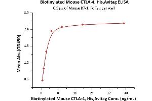Immobilized Mouse B7-1, Fc Tag (ABIN2870712,ABIN2870713) at 5 μg/mL (100 μL/well) can bind Biotinylated Mouse CTLA-4, His,Avitag (ABIN6973042) with a linear range of 0. (CTLA4 Protein (AA 36-162) (His tag,AVI tag,Biotin))