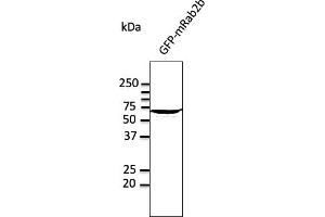 Western Blotting (WB) image for anti-RAB2A, Member RAS Oncogene Family (RAB2A) (C-Term) antibody (ABIN1440022) (RAB2A 抗体  (C-Term))