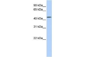 Western Blotting (WB) image for anti-Leucine Rich Repeat Containing 28 (LRRC28) antibody (ABIN2459559) (LRRC28 抗体)