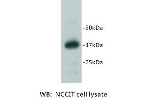 Image no. 1 for anti-RAS (RAD and GEM)-Like GTP Binding 2 (REM2) antibody (ABIN1112927) (REM2 抗体)