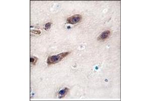 Image no. 1 for anti-Syntaxin 3 (STX3) (Middle Region) antibody (ABIN357986) (STX3 抗体  (Middle Region))
