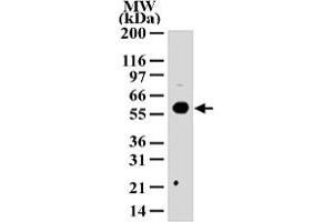Western blot analysis of HDAC1 in 293 cell lysate with HDAC1 polyclonal antibody  . (HDAC1 抗体  (AA 1-5))