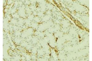 ABIN6277664 at 1/100 staining Mouse kidney tissue by IHC-P. (PGRMC1 抗体  (C-Term))
