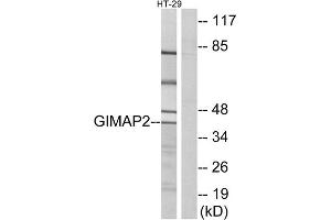 Western blot analysis of extracts from HT-29 cells, using GIMAP2 antibody. (GIMAP2 抗体  (Internal Region))