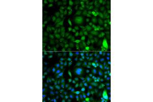 Immunofluorescence analysis of A549 cells using DPF1 antibody (ABIN4903505). (DPF1 抗体)