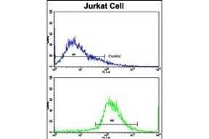 Flow cytometric analysis of jurkat cells using CECR5 Antibody (Center)(bottom histogram) compared to a negative control cell (top histogram). (CECR5 抗体  (AA 164-190))