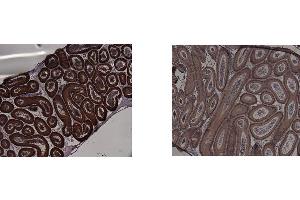 Image no. 3 for anti-Indoleamine 2,3-Dioxygenase 1 (IDO1) antibody (ABIN1043819) (IDO1 抗体)