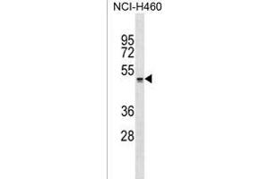 QRFPR Antibody (Center) (ABIN1537949 and ABIN2849608) western blot analysis in NCI- cell line lysates (35 μg/lane). (QRFPR 抗体  (AA 172-198))