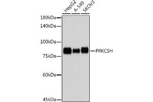 Western blot analysis of extracts of various cell lines, using PRKCSH antibody (ABIN7269628) at 1:1000 dilution. (PRKCSH 抗体)