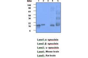 Image no. 1 for anti-Alpha, beta Synuclein (AA 119-140) antibody (ABIN6245730) (Alpha, beta Synuclein (AA 119-140) 抗体)