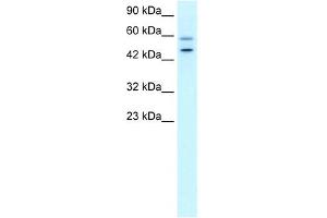 DKFZP761C169 antibody used at 0. (GC-Rich Promoter Binding Protein 1 (GPBP1) (N-Term) 抗体)