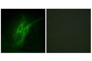 Immunofluorescence (IF) image for anti-Serotonin Receptor 4 (HTR4) (N-Term) antibody (ABIN1850160) (Serotonin Receptor 4 抗体  (N-Term))
