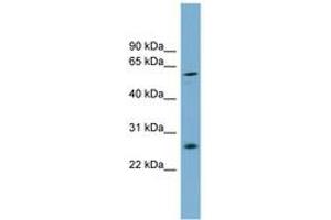 Image no. 1 for anti-Basic, Immunoglobulin-Like Variable Motif Containing (BIVM) (AA 287-336) antibody (ABIN6745133) (BIVM 抗体  (AA 287-336))