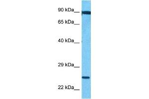 Host:  Rabbit  Target Name:  FEV  Sample Type:  721_B Whole Cell lysates  Antibody Dilution:  1. (FEV 抗体  (C-Term))