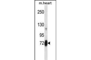 Mouse Plk2 Antibody (Center) (ABIN658003 and ABIN2846947) western blot analysis in mouse heart tissue lysates (35 μg/lane). (PLK2 抗体  (AA 354-382))