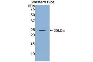 Western Blotting (WB) image for anti-Chromogranin B (Secretogranin 1) (CHGB) (AA 496-669) antibody (ABIN1858399) (CHGB 抗体  (AA 496-669))