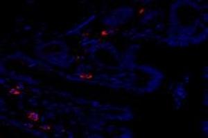 Immunofluorescent analysis of paraformaldehyde-fixed rat rectum using,FAM135B (ABIN7073910) at dilution of 1: 1000 (FAM135B 抗体)