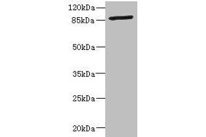 Western blot All lanes: GFM2 antibody at 3. (GFM2 抗体  (AA 520-779))