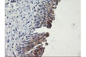 Image no. 6 for anti-Src-like-adaptor 2 (SLA2) antibody (ABIN1500948)