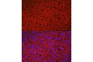 Immunofluorescence analysis of rat adrenal gland using HSD3B1 Rabbit pAb (ABIN6131041, ABIN6142016, ABIN6142017 and ABIN6224059) at dilution of 1:100 (40x lens). (HSD3B1 抗体  (AA 1-290))