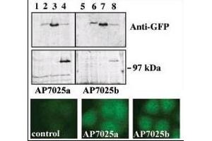 Upper panel, western blot analysis of GFP fusion protein expression in Panc-1 cells by using an anti-GFP antibody. (PRKD3 抗体  (AA 352-384))