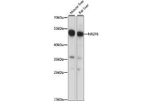 Western blot analysis of extracts of various cell lines, using NR2F6 antibody (ABIN7269015) at 1:1000 dilution. (NR2F6 抗体  (AA 1-55))